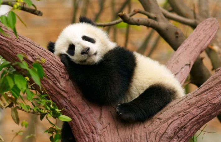 Animale dragute, dar periculoase! Fereste-te de ele