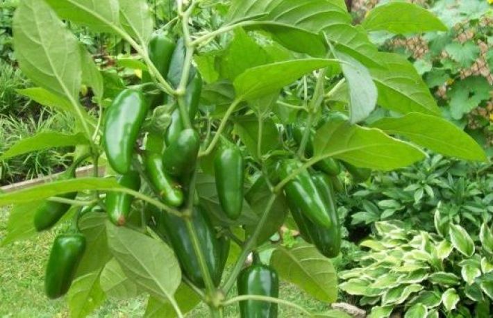 Cum sa cultivi ardei jalapeno