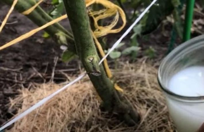 Cum sa fertilizezi rosiile si castravetii. Foloseste acest amestec natural