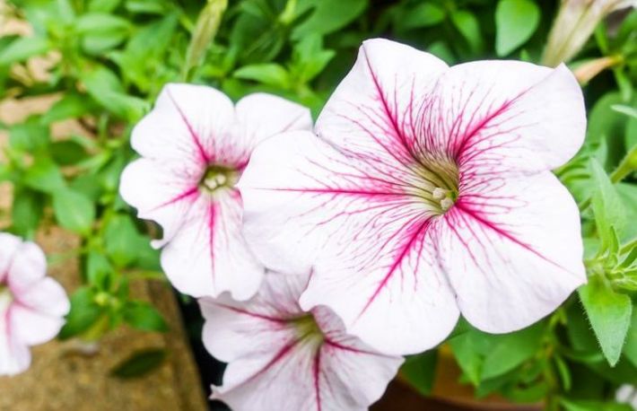 7 plante repelente pentru diversi daunatori