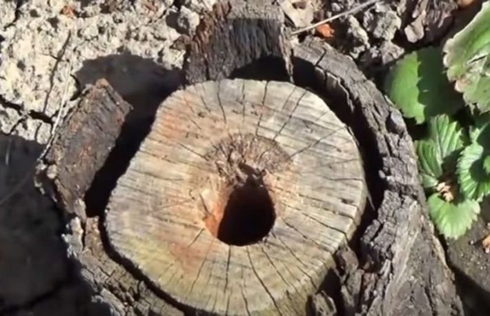 Cum sa scoti cu usurinta o buturuga din pamant