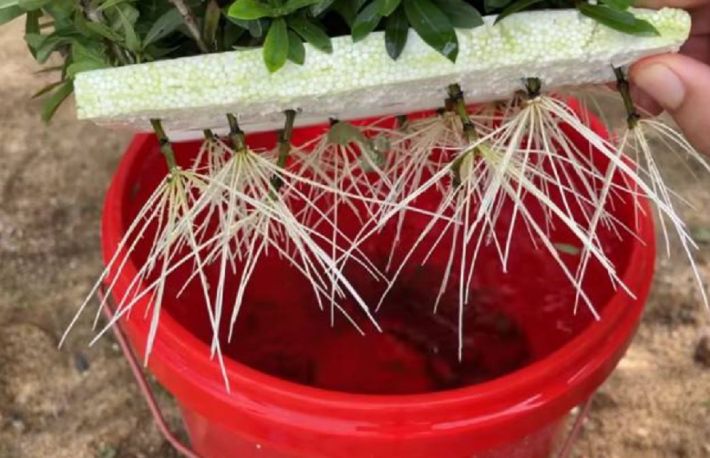 Cum sa inradacinezi butasii. Metoda mai simpla nu exista