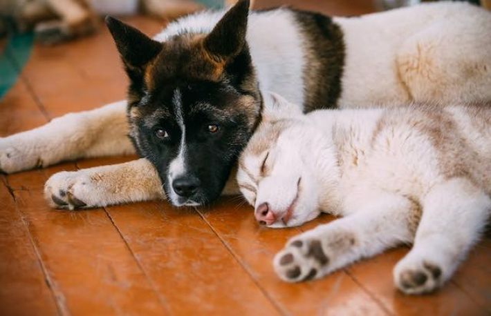 Cum sa tratezi durererea de stomac a cainelui