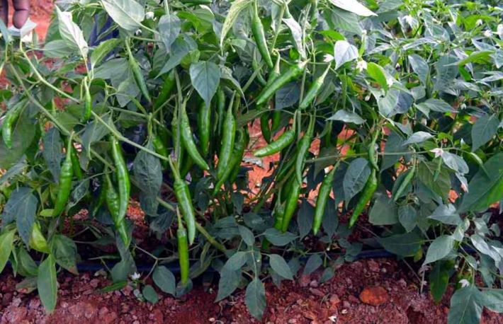 Cum sa cultivi ardei iuti