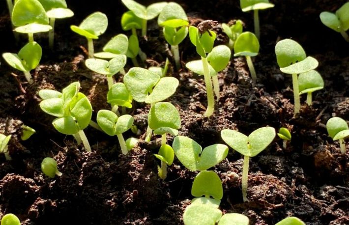 Cum sa ingrijesti GRADINA. Activitati specifice lunii mai