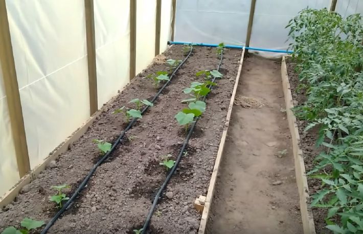 Cum sa faci un sistem de irigare prin picurare. Nu se va mai strica usor