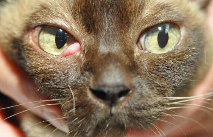 Blefarita la pisici - diagnostic si optiuni de tratament