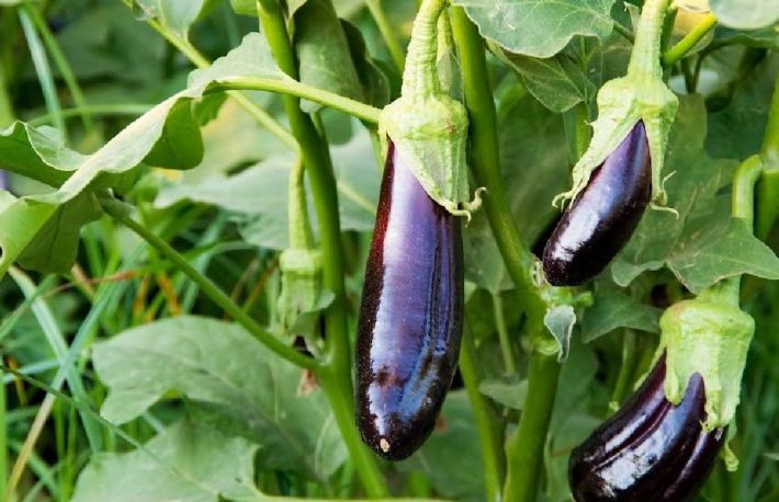 Legume rezistente la seceta