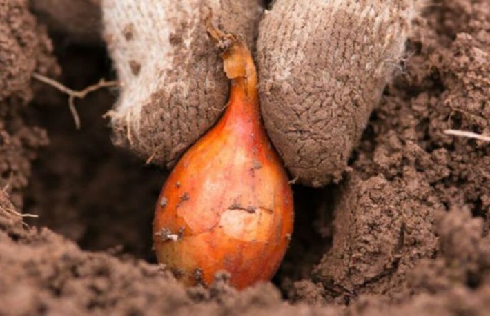 Cum sa cultivi ceapa. Secrete pentru plantarea de toamna