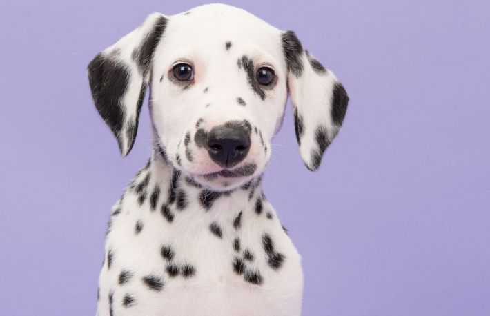 Alergiile la caini. Cauze si cum sa le gestionezi