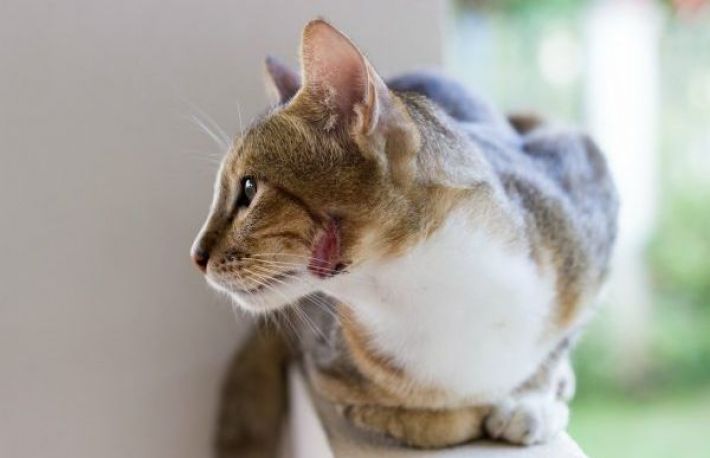 Cum sa tratezi un abces la pisica