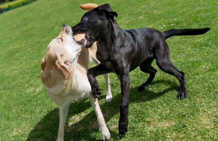 Cum sa desparti doi caini care se lupta