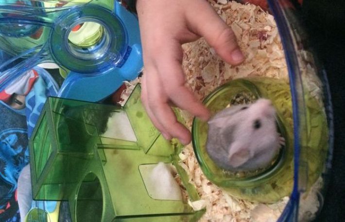 Cum sa prinzi un hamster fugar