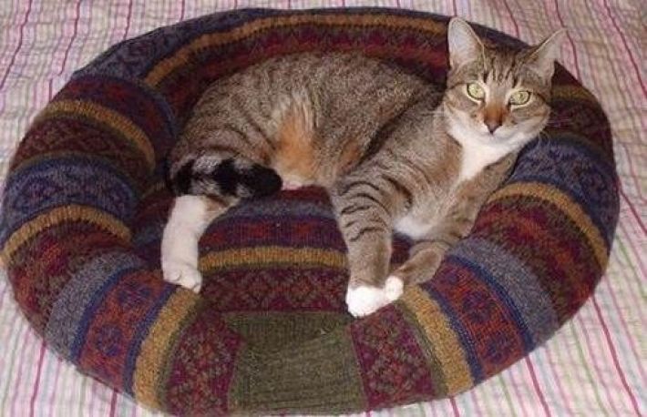 Cum sa faci un culcus pentru pisica dintr-un pulover vechi