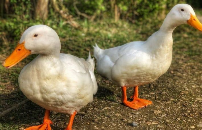 Cum sa diferentiezi rata de ratoi