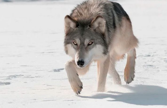 Cum sa actionezi daca te intalnesti cu un lup