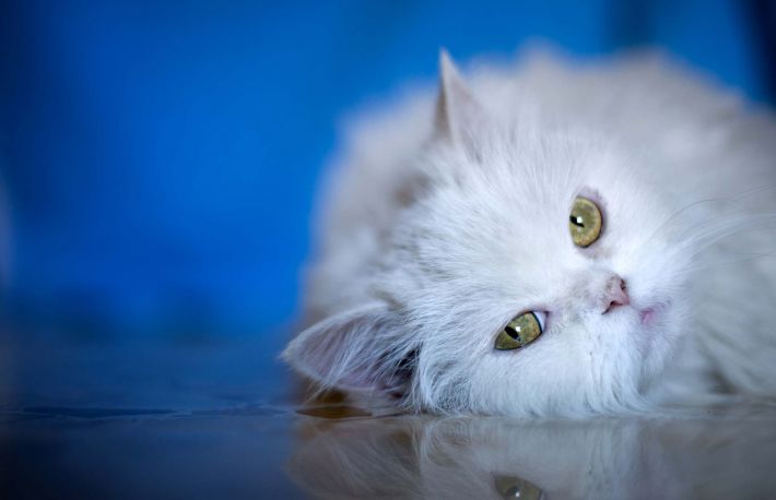 Pisica ta are febra? Iata ce trebuie sa faci