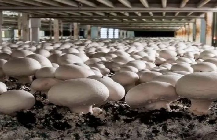 Cum sa cultivi ciuperci in sistem hidroponic