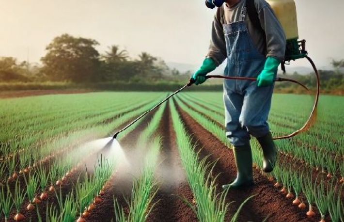 Cum sa scapi de buruiana. Stropiri preemergente la ceapa si usturoi