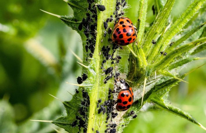 Daunatori la castravete. Cum ii depistezi si cum ii combati