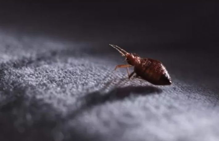 Cum sa scapi de puricii din covoare