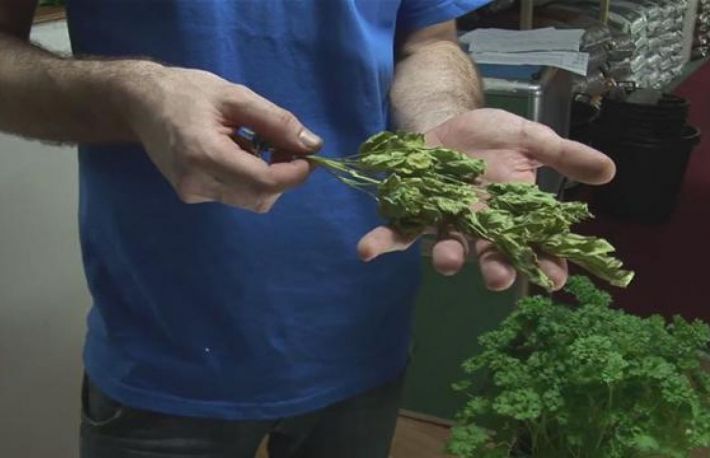 Cum sa usuci patrunjelul pentru iarna?