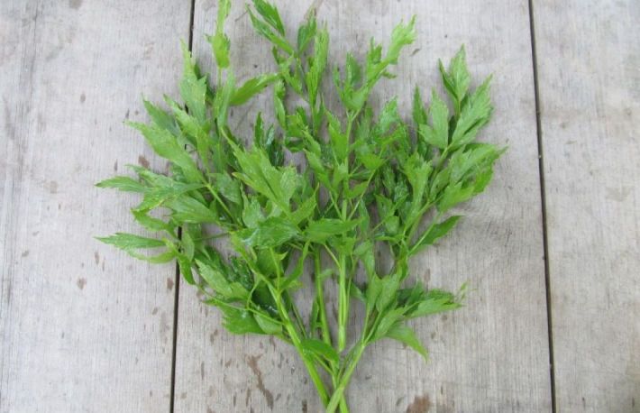 Cum se conserva leusteanul pentru iarna?