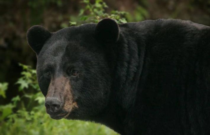 Cum sa te protejezi de ursi in padure?