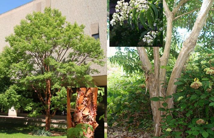 Cum sa alegi locul potrivit pentru plantarea copacilor?