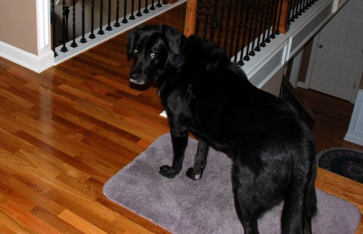 Cum se trateaza diareea canina?