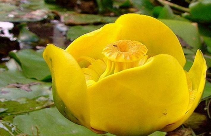 Serbet de floare de nufar