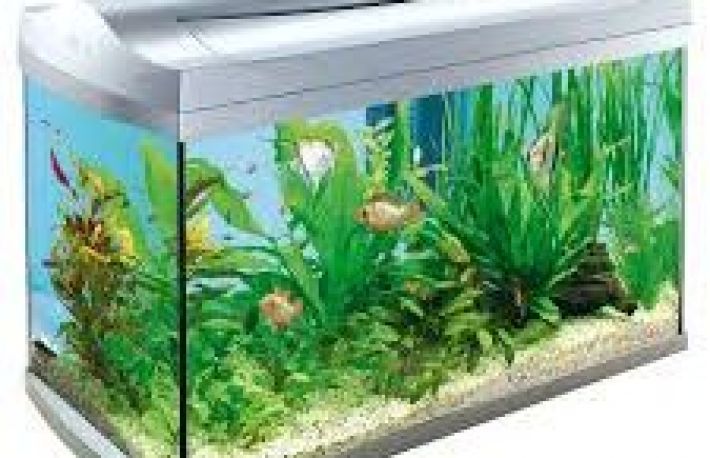 Cum trebuie tratata apa din acvariu?