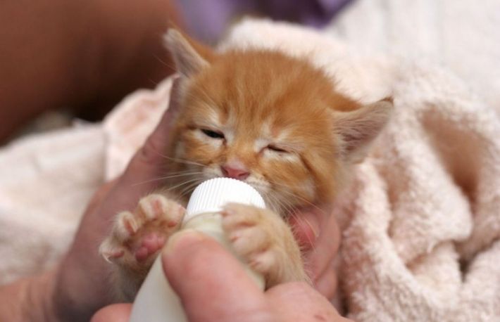 Afla cum trebuie hraniti puii de pisica?