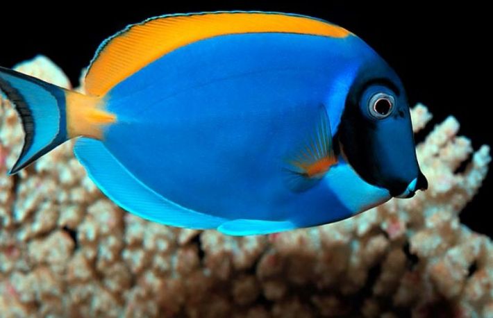 Cum se ingrijesc pestii de acvariu?