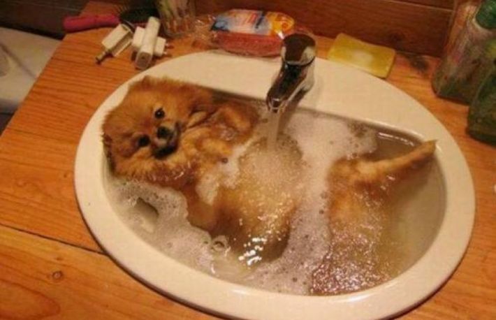 Afla cum se imbaiaza cateii