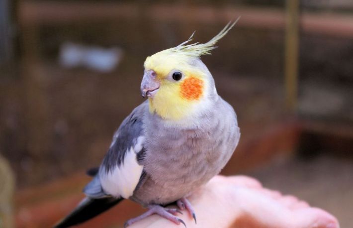 Sfaturi despre ingrijirea pasarilor