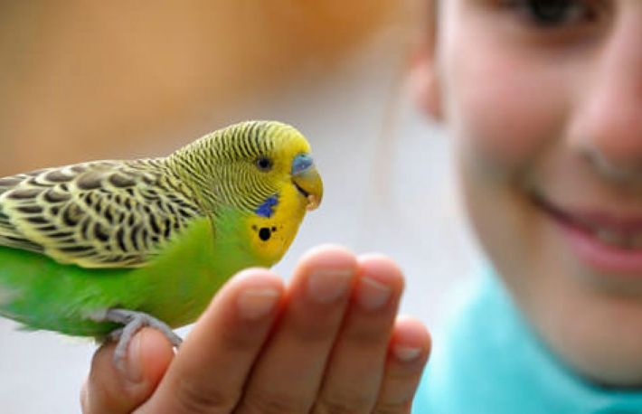 Cum pot fi dresate pasarile sa stea pe degetul unei persoane