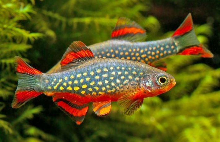Sfaturi despre intretinerea pestilor de acvariu