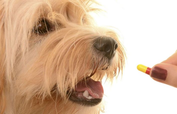 Cum sa convingi un caine sa inghita pastile?
