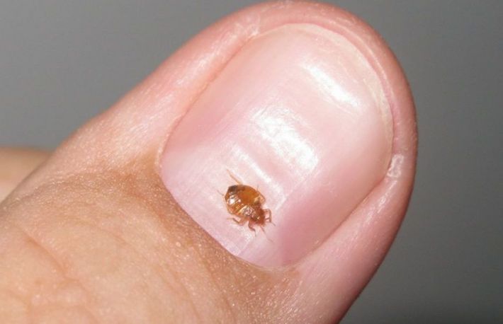 Cum se trateaza piscaturile de purici?