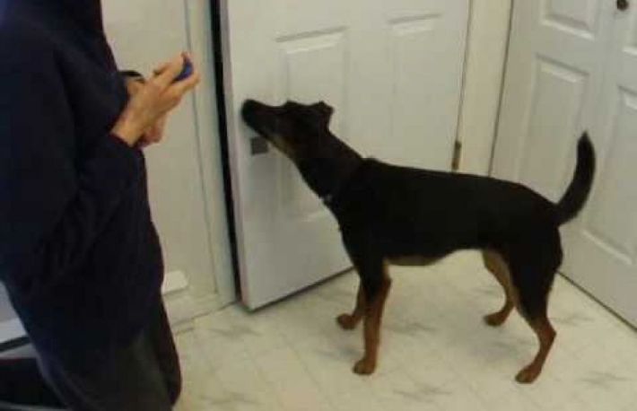 Cum sa-ti inveti cainele sa inchida usa?