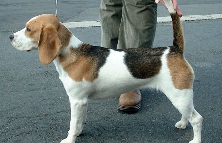 Cum poate fi dresat un caine din rasa Beagle sa nu schelalaie
