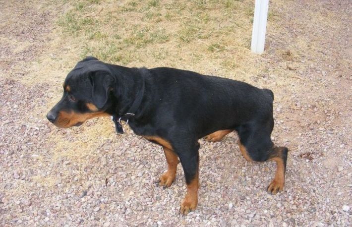 Cum se trateaza constipatia la caini