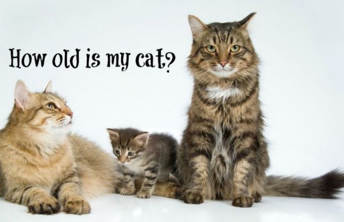 4 metode prin care poti afla varsta unei pisici