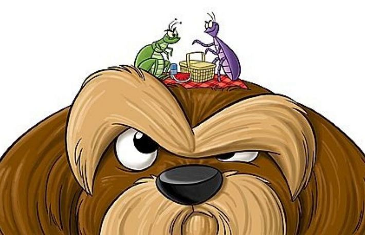 Cum poti scapa de pureci in mod natural