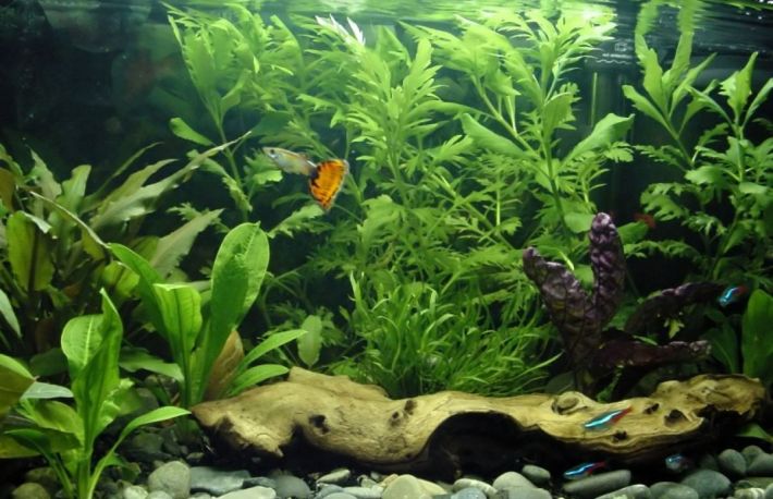 Cum trebuie golit un acvariu