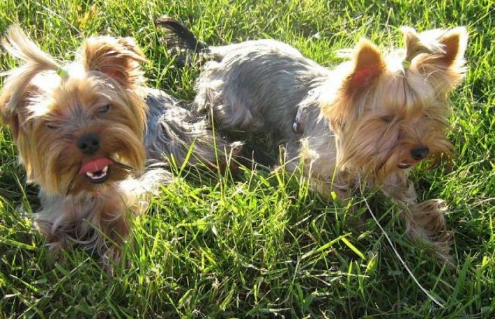 Cum trebuie ingrijiti cainii Yorkshire Terrier