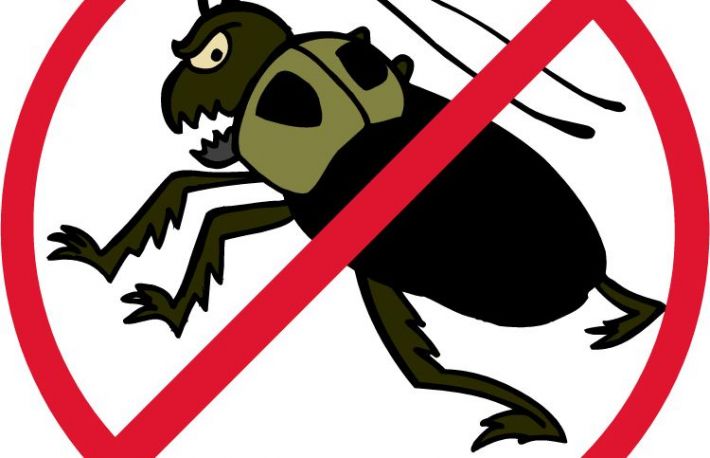  Cum sa scapi de gandaci