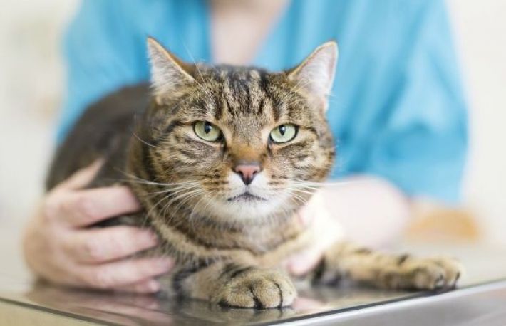 Cum sa verifici daca pisica ta are viermi intestinali