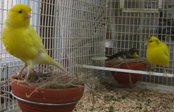 Cum se inmultesc canarii 